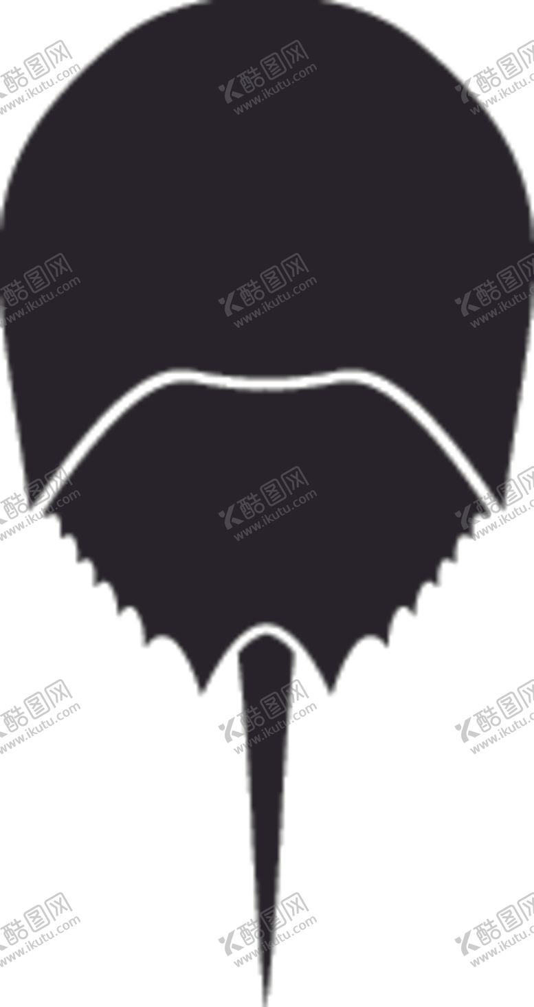 编号：66208009200041313222【酷图网】源文件下载-海洋生物系列马蹄蟹