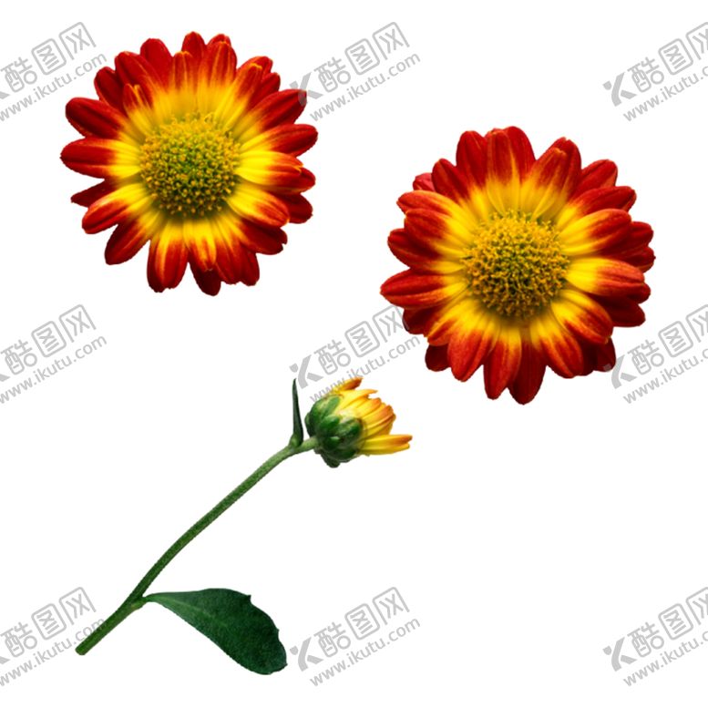 编号：63413307132002109477【酷图网】源文件下载-菊花