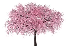 樱花装饰素材