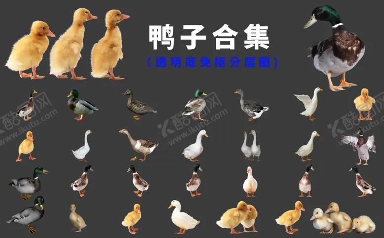 编号：82434404061654584411【酷图网】源文件下载-鸭子
