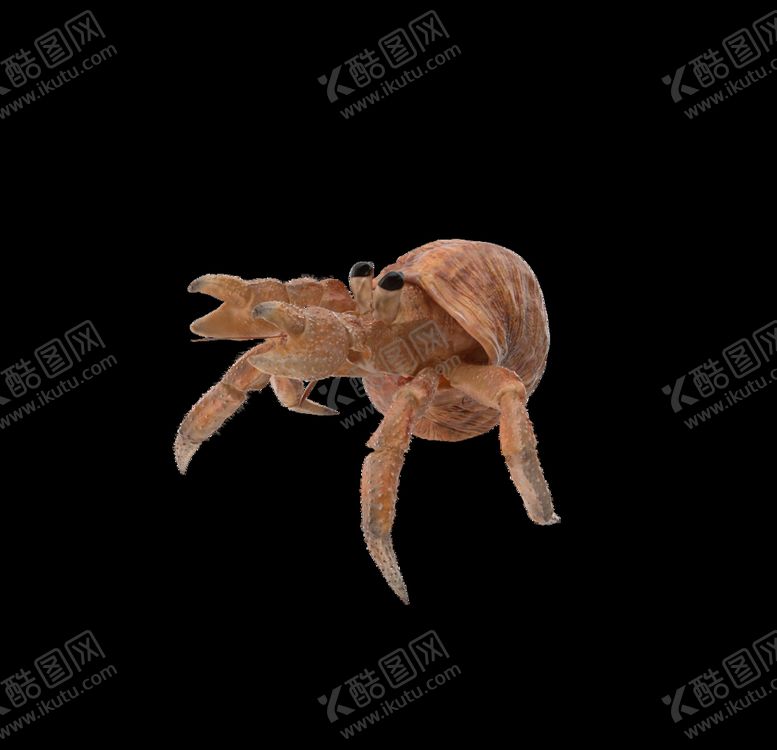 编号：76356710302221212140【酷图网】源文件下载-海洋生物