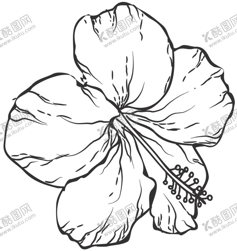 编号：81271109240838517142【酷图网】源文件下载-手绘植物花卉