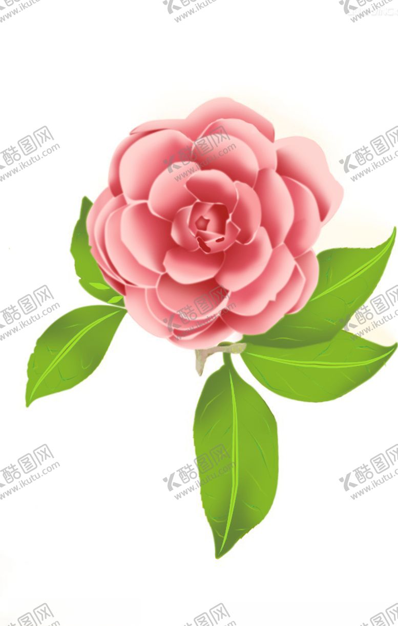 编号：97599310141929344252【酷图网】源文件下载-山茶花