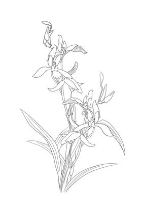 兰花