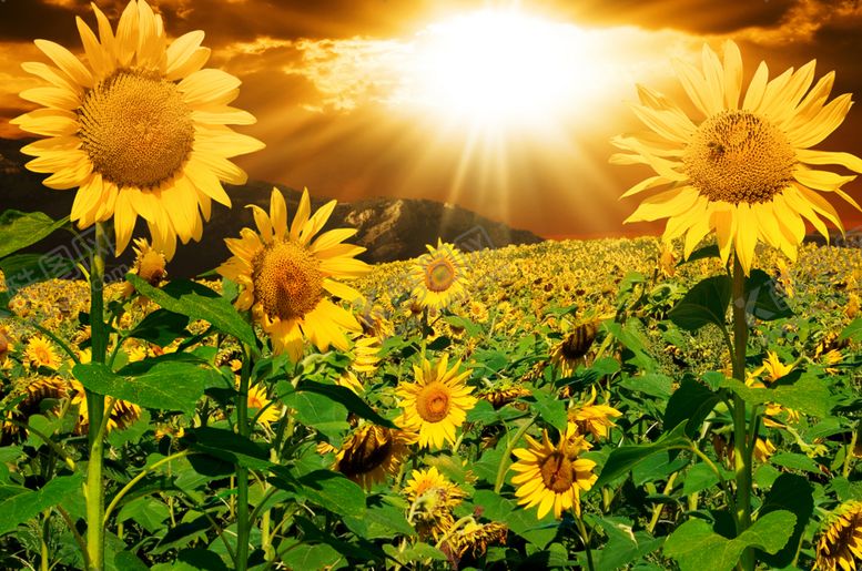 编号：91783209091041193729【酷图网】源文件下载-向日葵