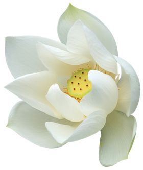 莲花