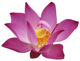 莲花