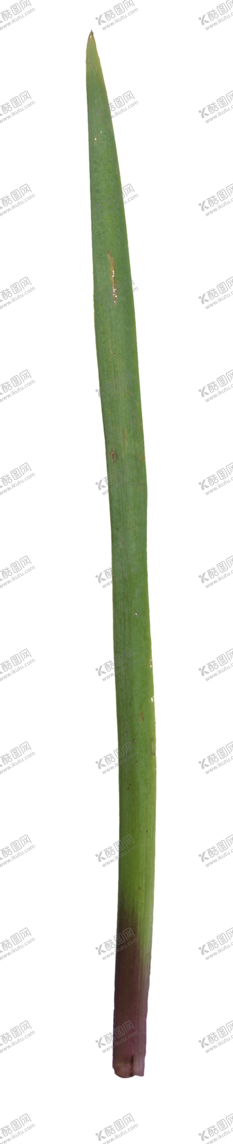 编号：59241210240859002588【酷图网】源文件下载-树叶