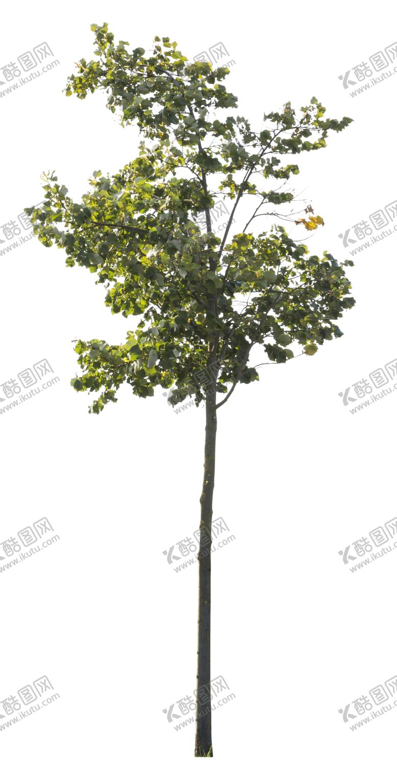 编号：74856009250008079370【酷图网】源文件下载-树