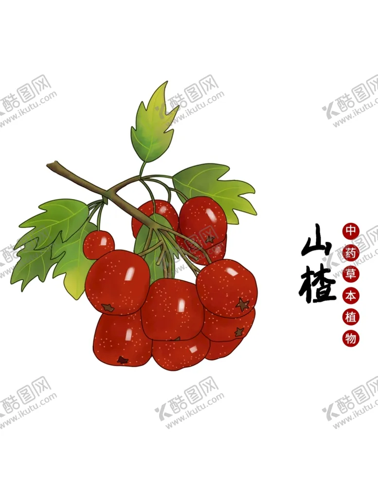 编号：27007501260436071117【酷图网】源文件下载-山楂手绘植物中医中药高清抠图