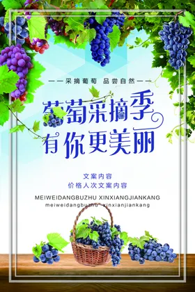 葡萄采摘季