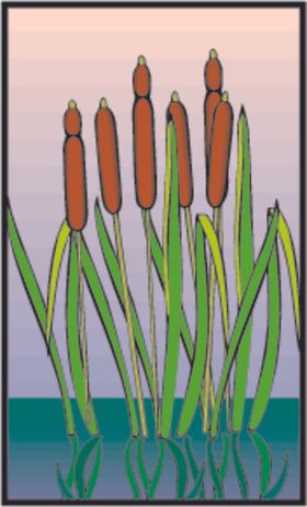 芦苇