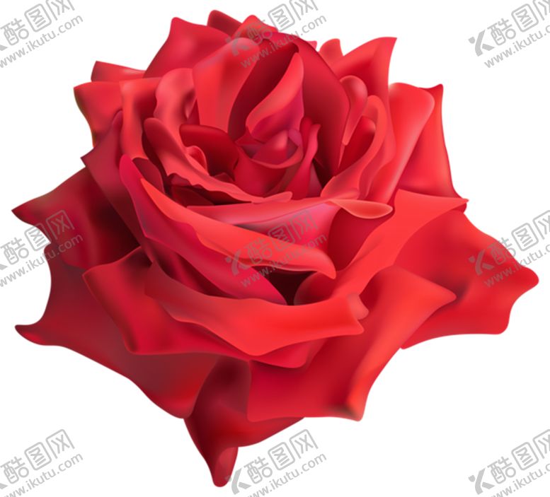 编号：80415410011400368571【酷图网】源文件下载-玫瑰
