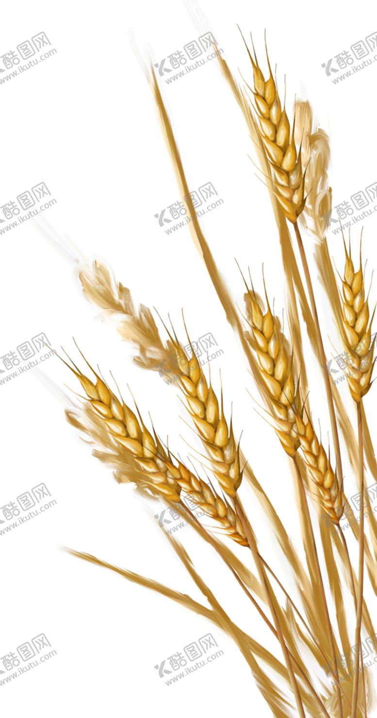 编号：35556905060708191777【酷图网】源文件下载-麦子