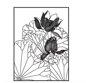 荷花