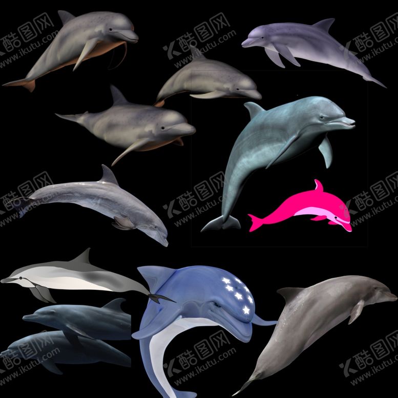 编号：92735210011709489937【酷图网】源文件下载-海豚png免扣图片