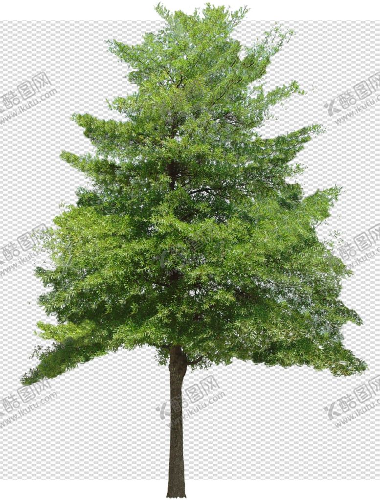 编号：90706904060555585207【酷图网】源文件下载-透明底植物