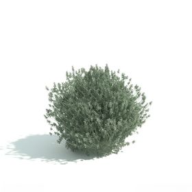 C4D模型绿色植物