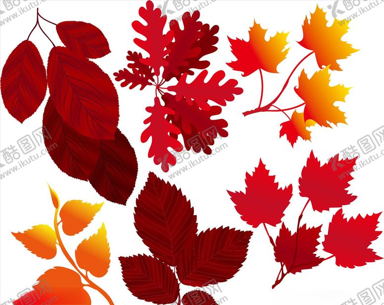 编号：22631709090646488248【酷图网】源文件下载-矢量红色枫叶