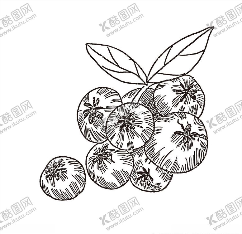 编号：59418510171829304689【酷图网】源文件下载-蓝莓