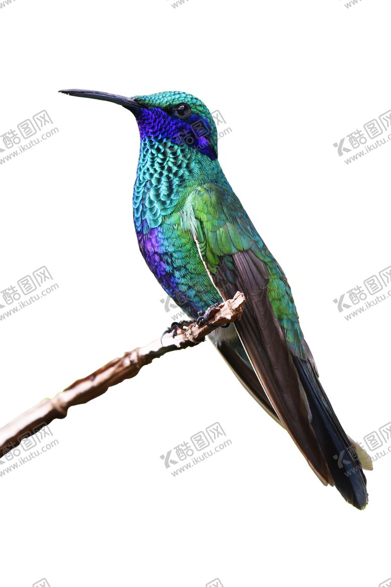 编号：70394809221054437337【酷图网】源文件下载-蜂鸟