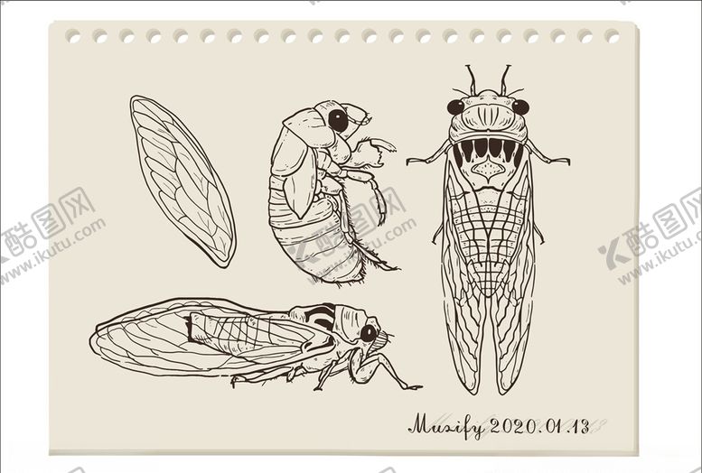 编号：98490609212301218166【酷图网】源文件下载-秋蝉分解手绘稿