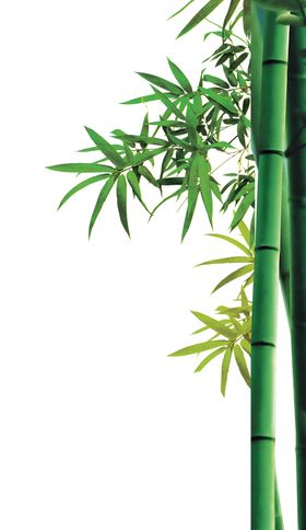 竹子竹