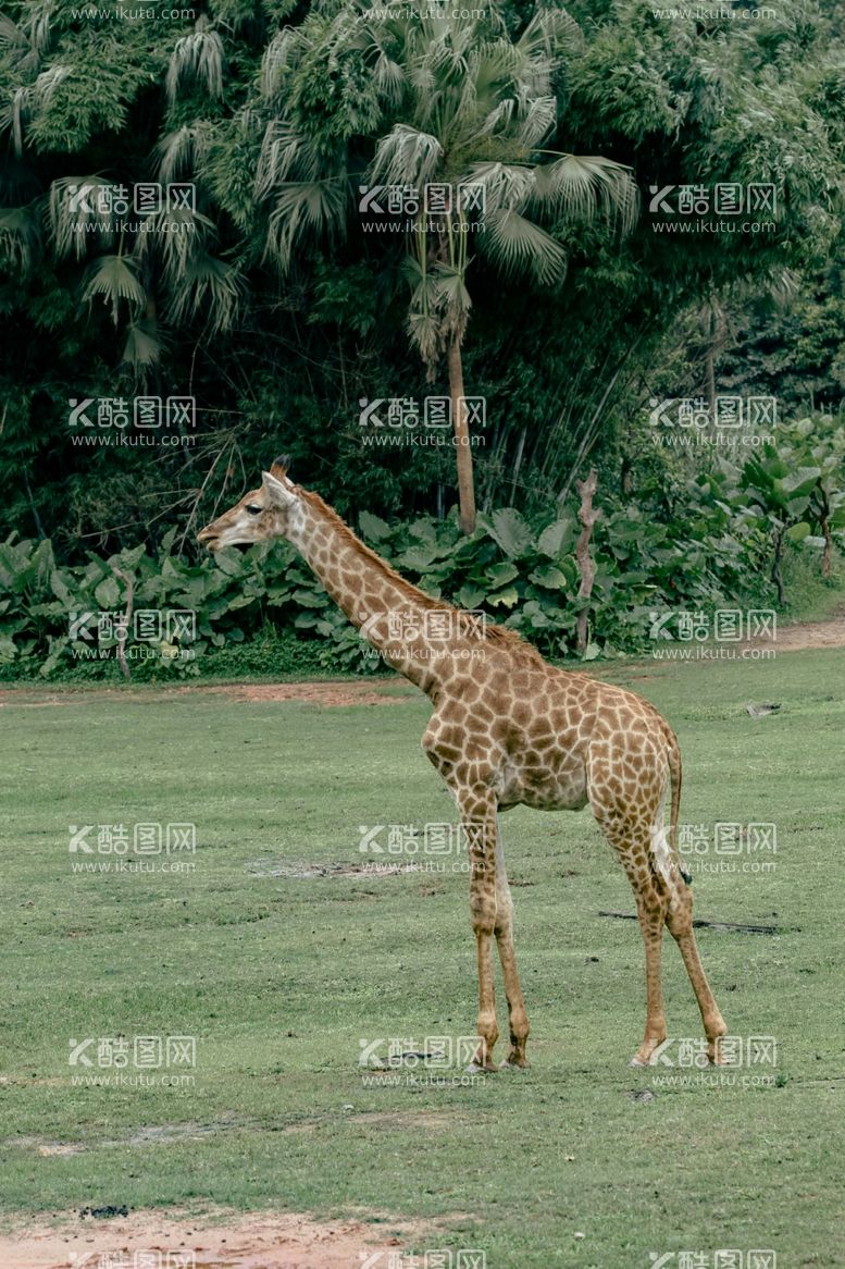 编号：87567612191805568812【酷图网】源文件下载-长颈鹿