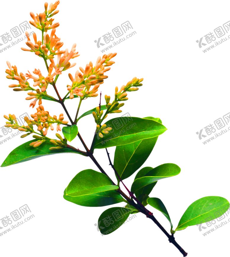 编号：11450105161531551391【酷图网】源文件下载-花素材