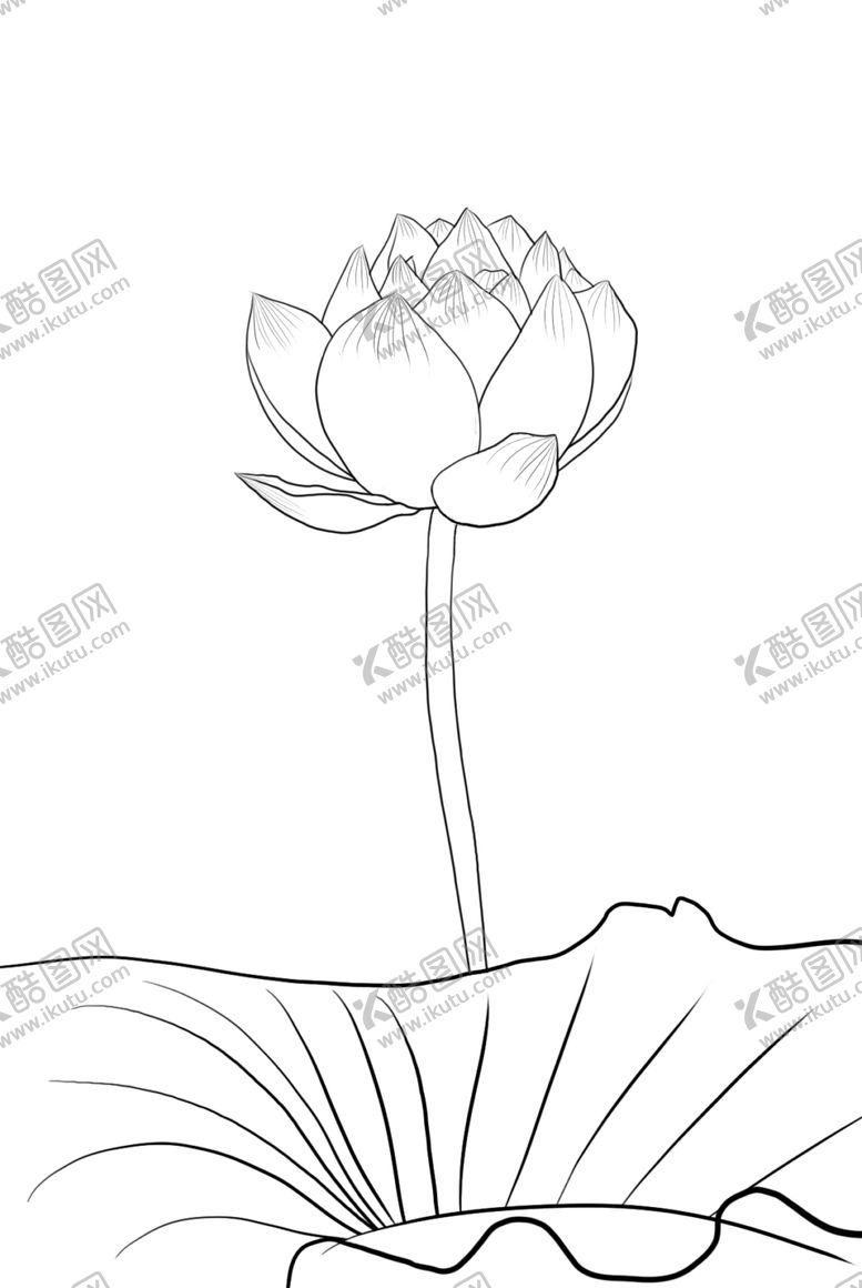编号：99718405112017441226【酷图网】源文件下载-荷花