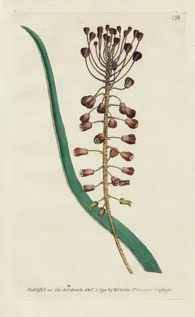 欧式复古色调花朵植物