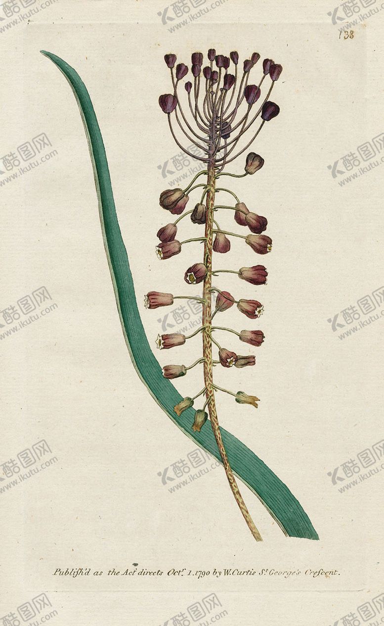 编号：74893610301355113803【酷图网】源文件下载-欧式复古色调花朵植物