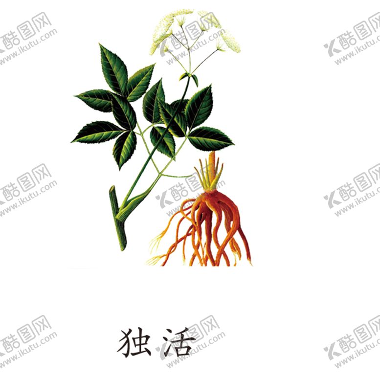 编号：49722109191229449984【酷图网】源文件下载-草本植物药材