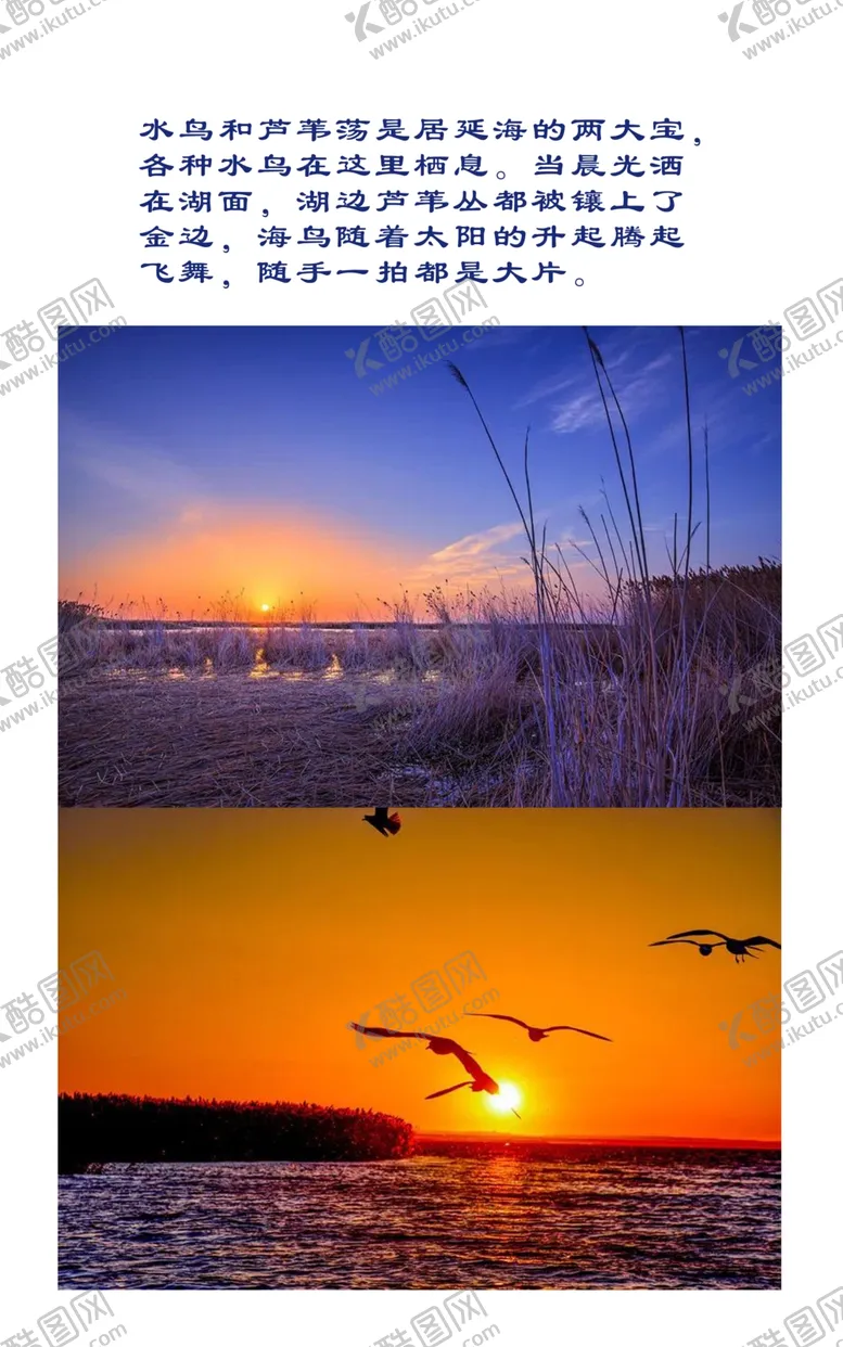 编号：28816204290627401126【酷图网】源文件下载-水鸟和芦苇