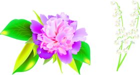 花素材郁金香卉桔梗真