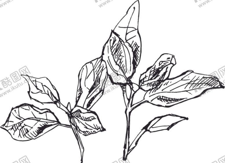 编号：75944410231820296252【酷图网】源文件下载-素描鲜花