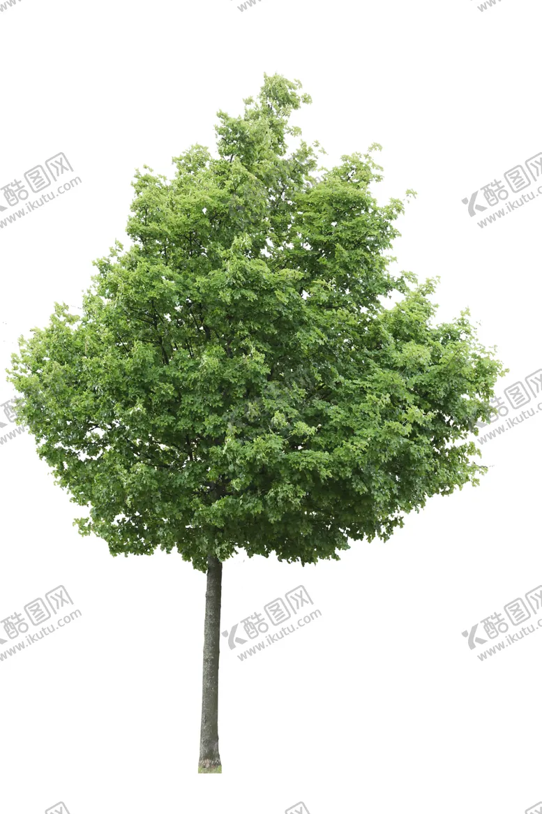 编号：59392201291310286980【酷图网】源文件下载-植物元素树木大树