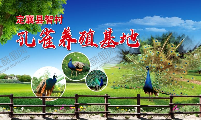 编号：77131006271614101533【酷图网】源文件下载-孔雀