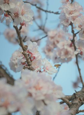 樱花