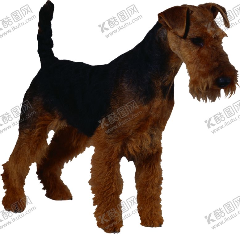 编号：52785409281040045568【酷图网】源文件下载-宠物狗图案