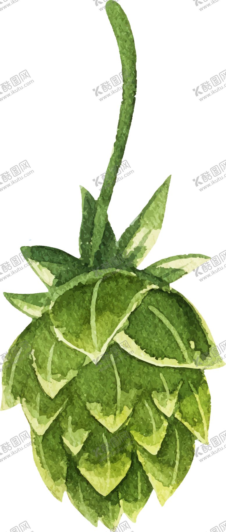 编号：18942405181246057023【酷图网】源文件下载-水彩植物