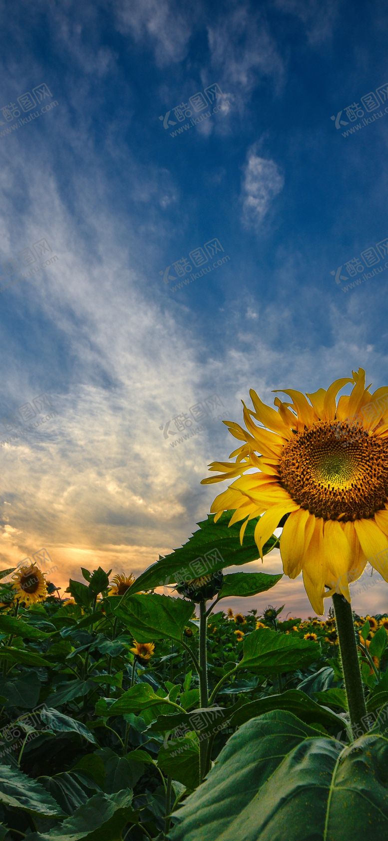 编号：40536509201124319219【酷图网】源文件下载-手机壁纸