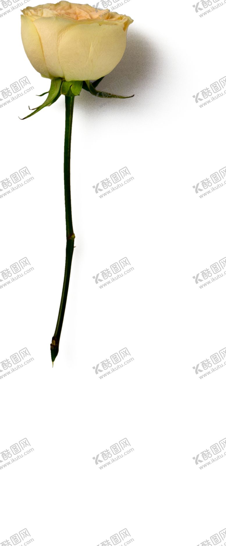 编号：62585309141711349493【酷图网】源文件下载-玫瑰