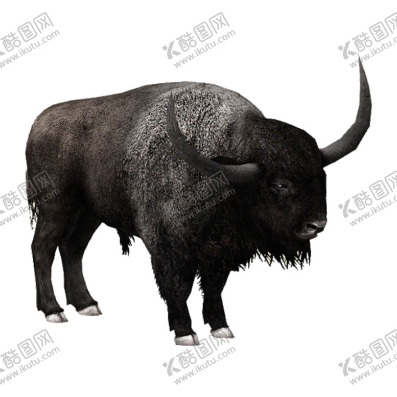 编号：16393709232214432891【酷图网】源文件下载-野牛