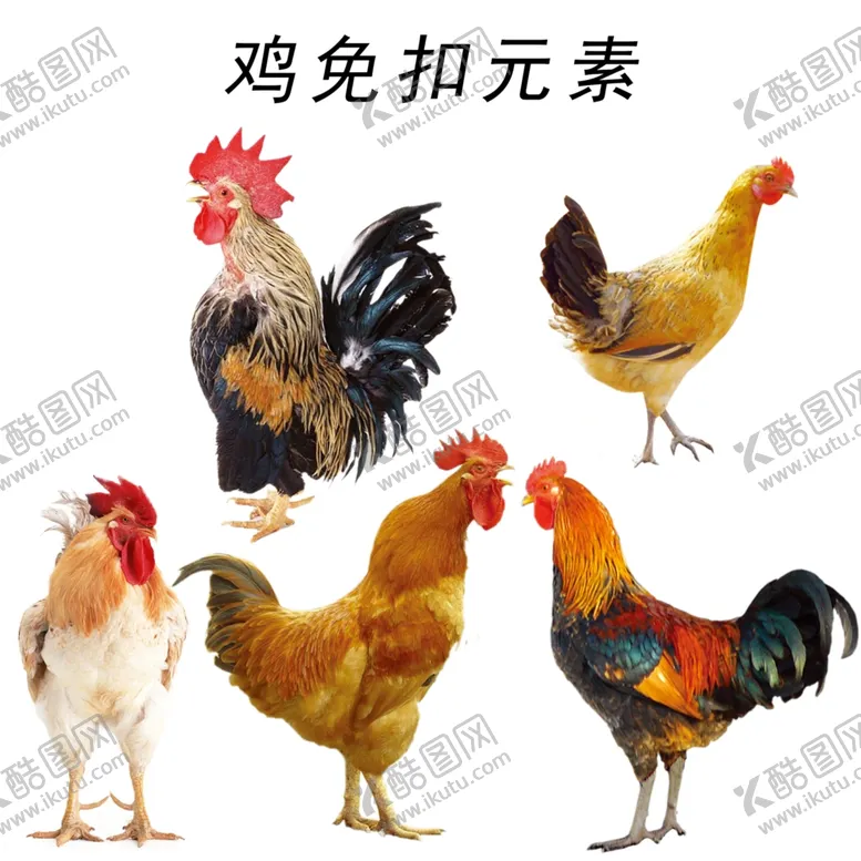 编号：47067109181045435124【酷图网】源文件下载-鸡免扣素材