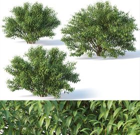 3DMAX模型樟树木