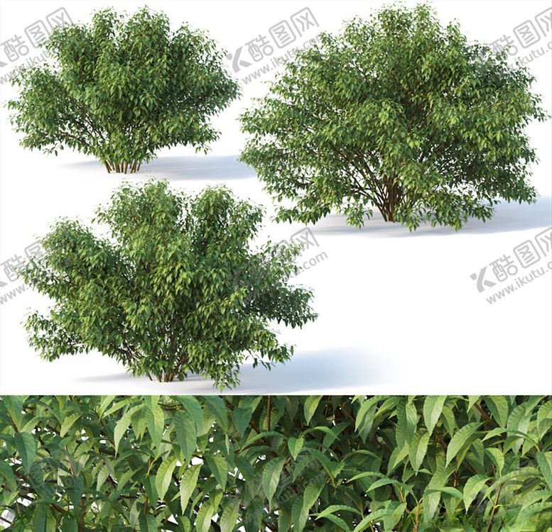 编号：54440405080847576557【酷图网】源文件下载-3DMAX模型樟树木