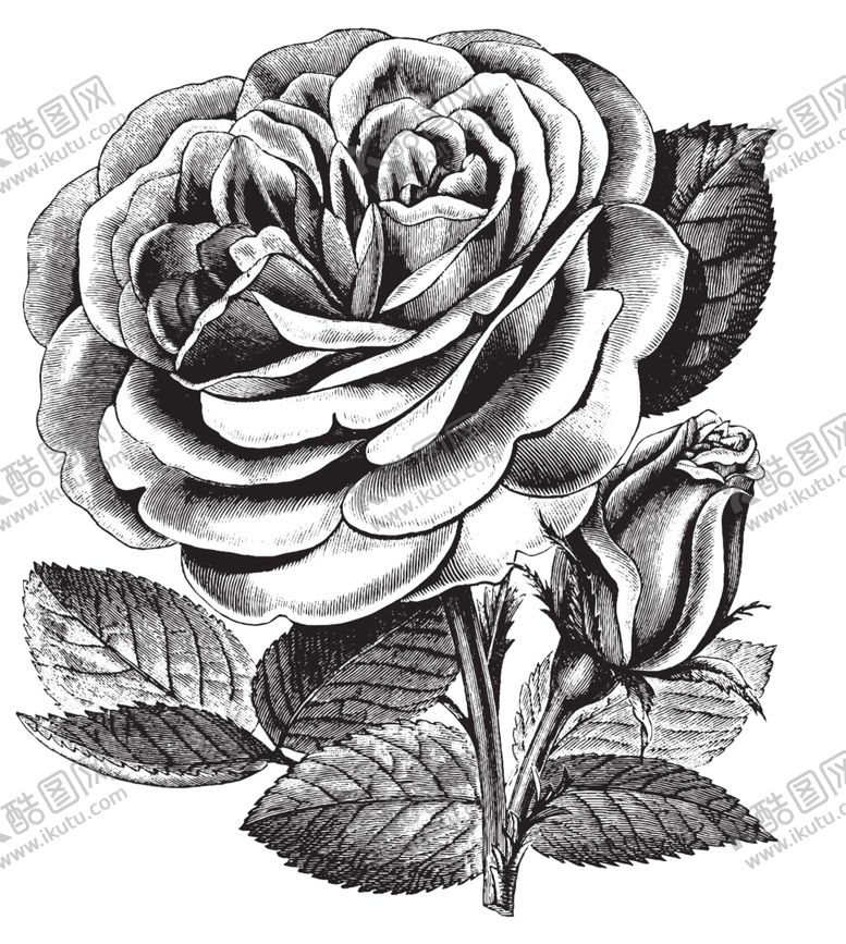 编号：79751907090705512839【酷图网】源文件下载-素描绘画植物花朵