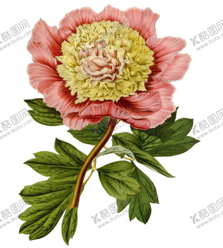 编号：98794609290902116231【酷图网】源文件下载-复古鲜花植物装饰图案