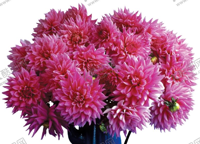 编号：30085610070903281995【酷图网】源文件下载-花朵